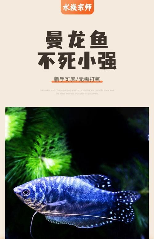 有沒有高清的藍曼龍魚圖片？（富媒體素材庫中的藍曼龍魚）