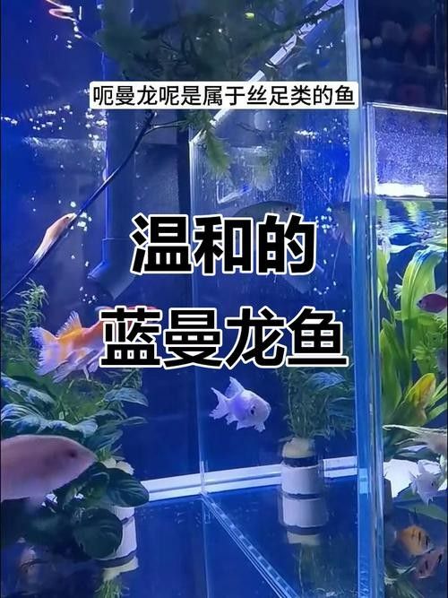 有沒有高清的藍曼龍魚圖片？（富媒體素材庫中的藍曼龍魚）