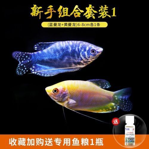 有沒有高清的藍曼龍魚圖片？（富媒體素材庫中的藍曼龍魚）