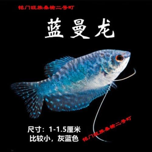 有沒有高清的藍曼龍魚圖片？（富媒體素材庫中的藍曼龍魚）