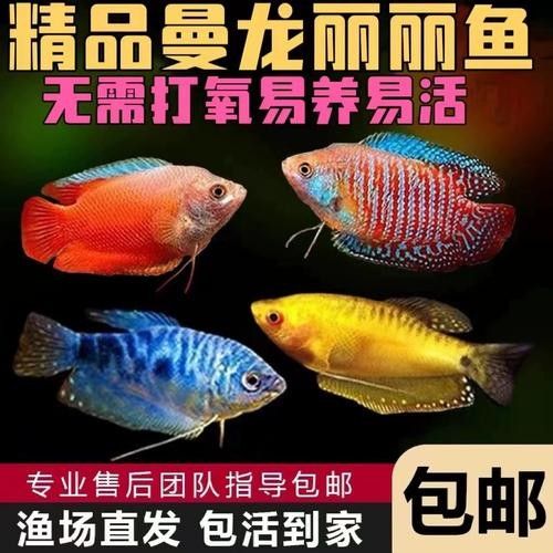 有沒有高清的藍曼龍魚圖片？（富媒體素材庫中的藍曼龍魚）