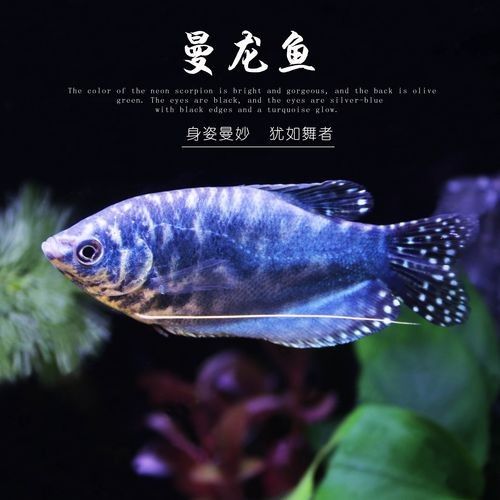 有沒有高清的藍曼龍魚圖片？（富媒體素材庫中的藍曼龍魚）