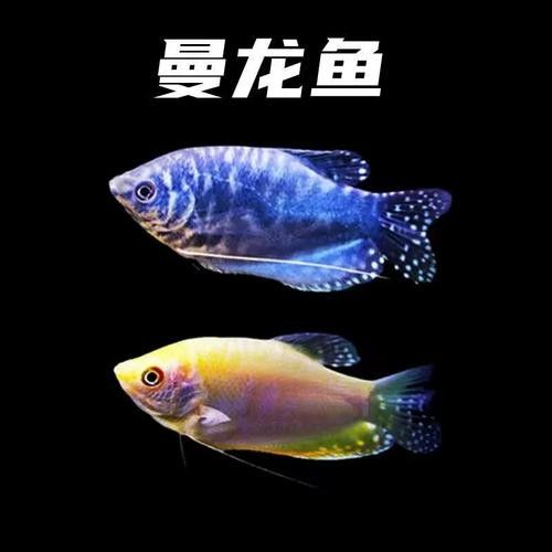 有沒有高清的藍曼龍魚圖片？（富媒體素材庫中的藍曼龍魚）