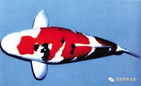 汕頭高端水族店，水族愛好者的奢華殿堂（汕頭的高端水族店） 汕頭高端水族店，水族愛好者的奢華殿堂（汕頭的高端水族店） 觀賞魚百科 第1張