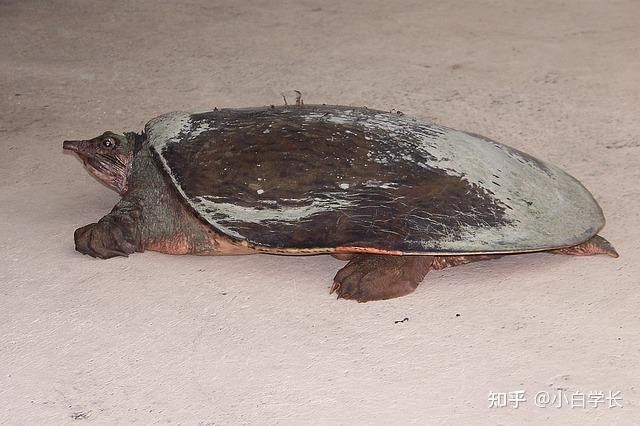 如何判斷龍龜是否脫水（如何判斷龍龜脫水）
