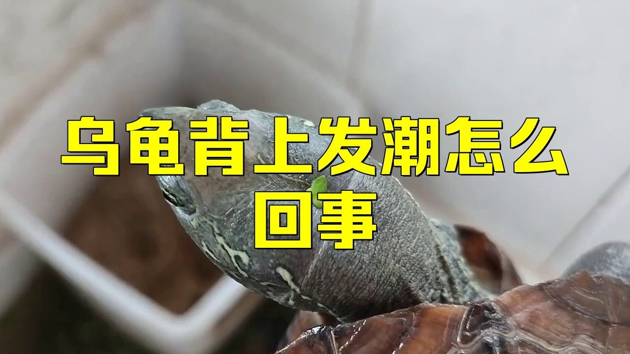 如何判斷龍龜是否脫水（如何判斷龍龜脫水）