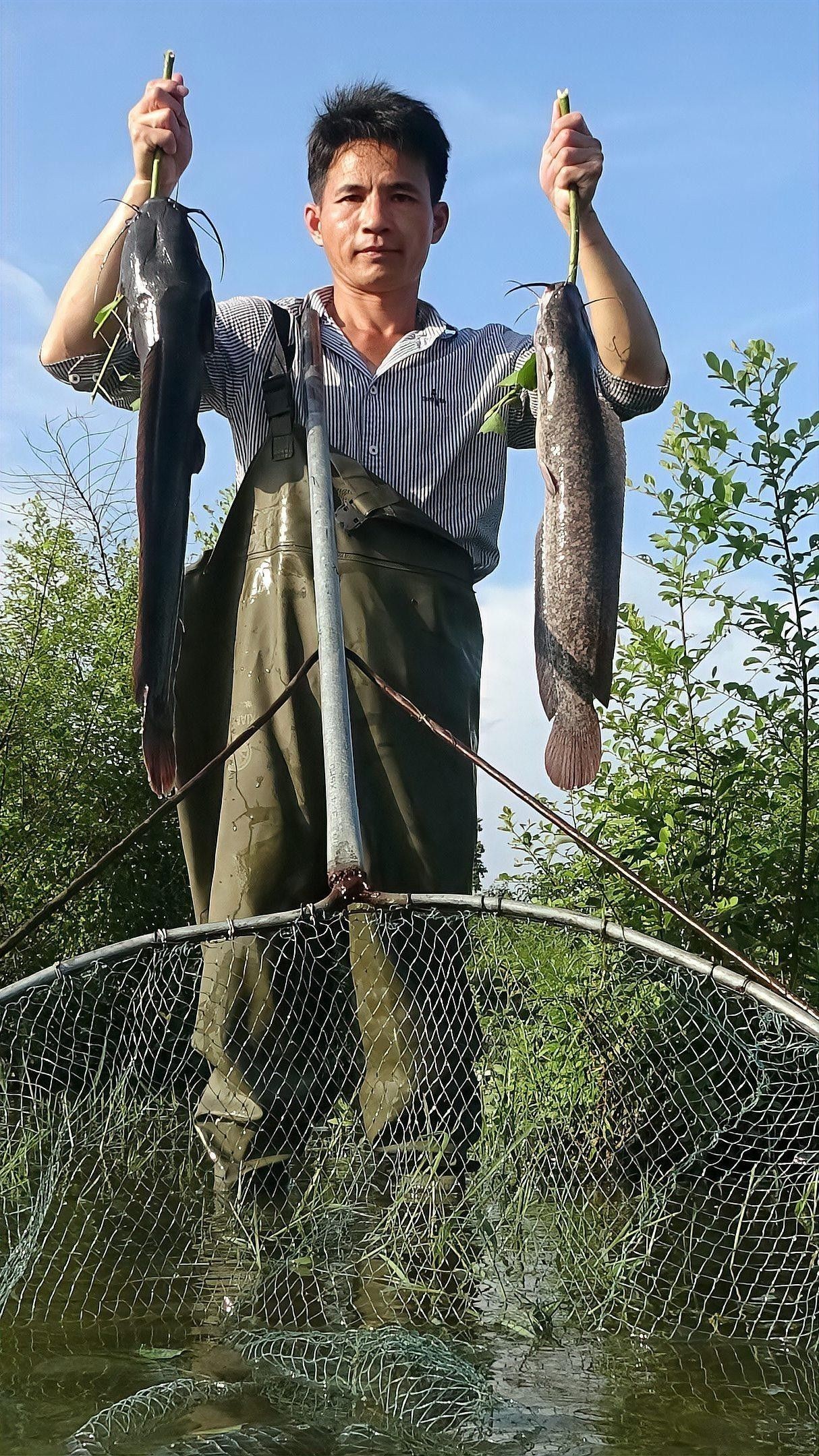如何提供足夠躲避空間給火龍魚（火龍魚的躲避物設計）