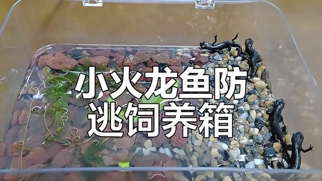 如何提供足夠躲避空間給火龍魚（火龍魚的躲避物設計）