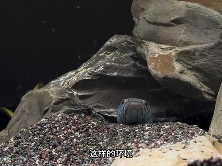 如何提供足夠躲避空間給火龍魚（火龍魚的躲避物設計）