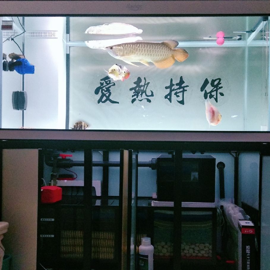 打卡:戒煙養魚。愛龍仕底濾經得起考驗（“愛龍仕底濾”養魚的重要性） 打卡:戒煙養魚。愛龍仕底濾經得起考驗（“愛龍仕底濾”養魚的重要性） 觀賞魚百科 第1張