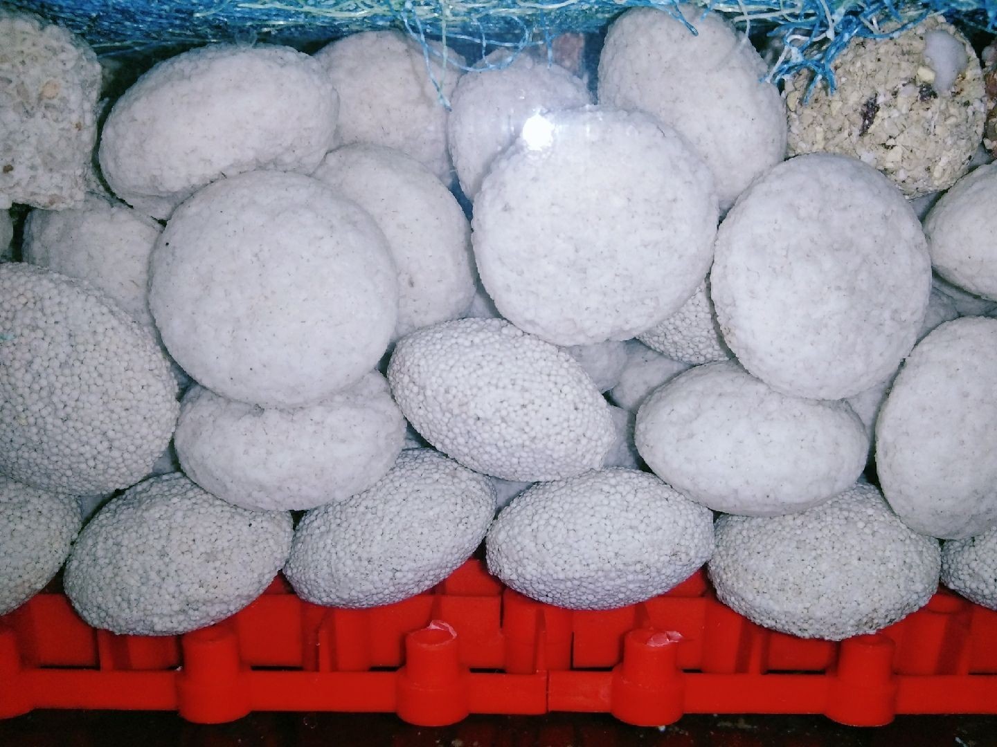 打卡:戒煙養魚。愛龍仕底濾經得起考驗（“愛龍仕底濾”養魚的重要性） 打卡:戒煙養魚。愛龍仕底濾經得起考驗（“愛龍仕底濾”養魚的重要性） 觀賞魚百科 第2張
