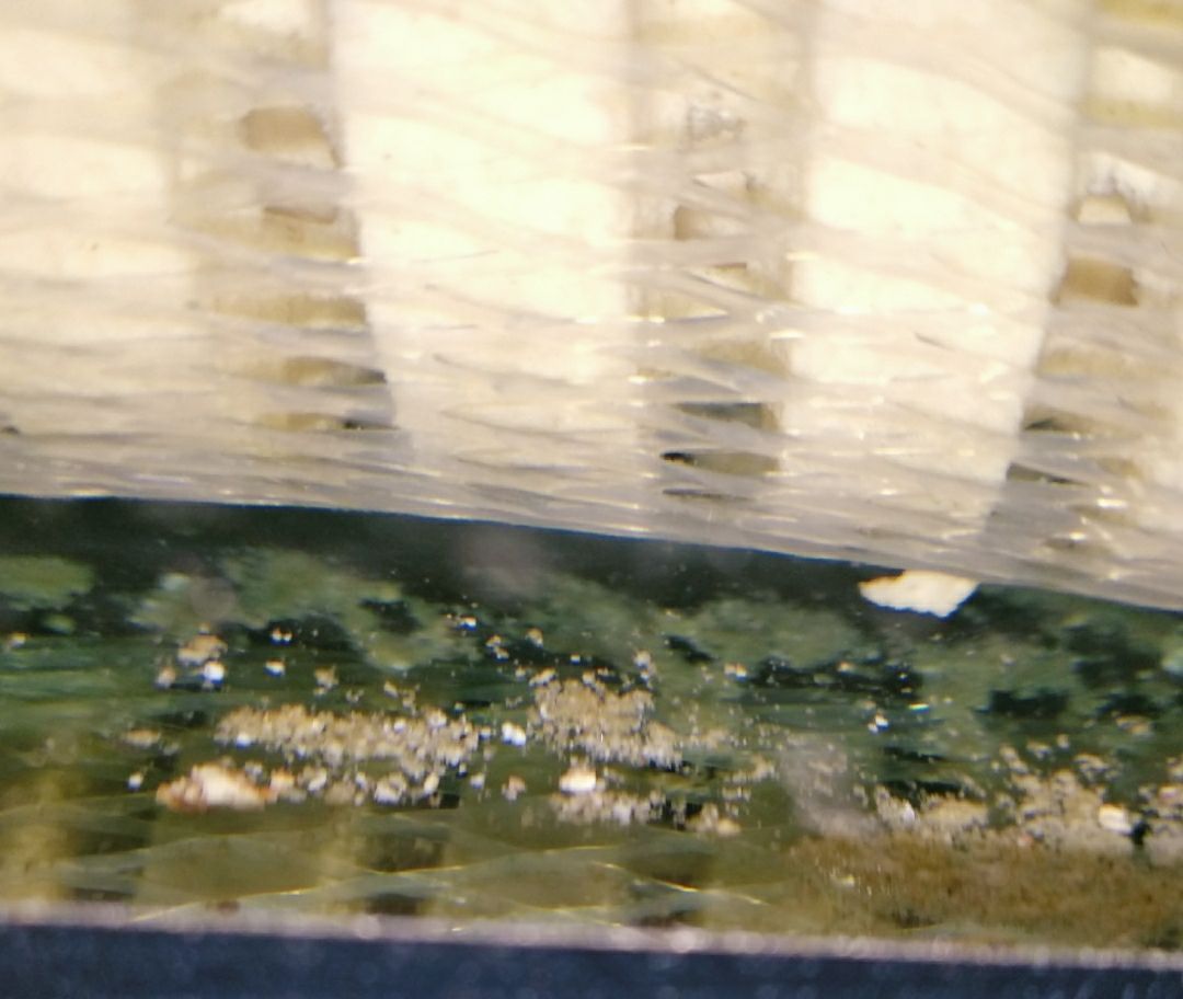 打卡:戒煙養魚。愛龍仕底濾經得起考驗（“愛龍仕底濾”養魚的重要性） 打卡:戒煙養魚。愛龍仕底濾經得起考驗（“愛龍仕底濾”養魚的重要性） 觀賞魚百科 第4張