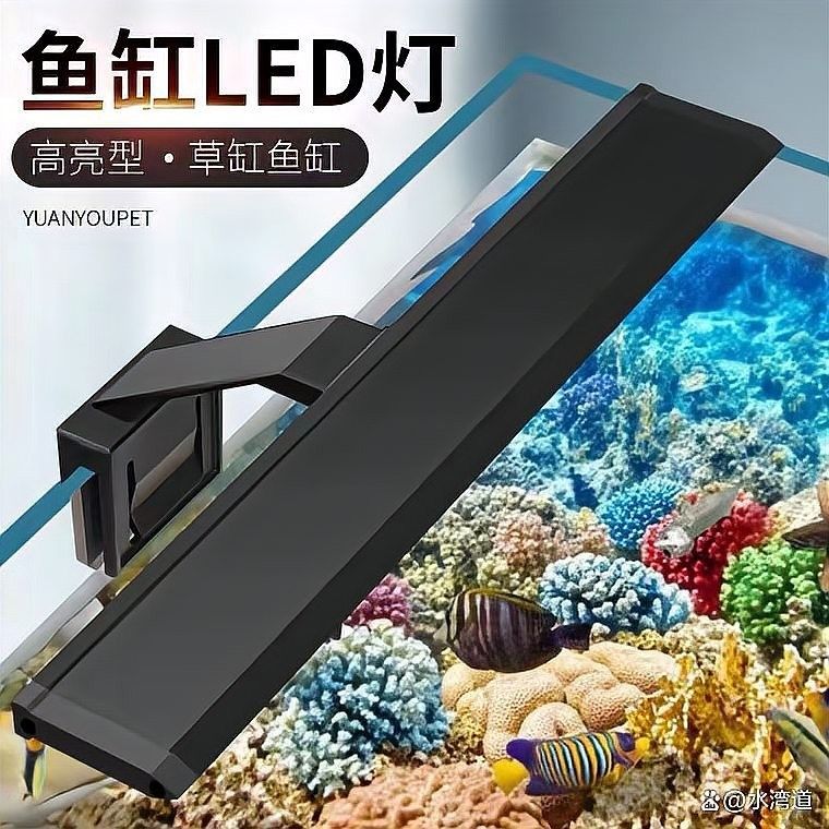 龍魚(yú)一天應(yīng)該開(kāi)多久燈（關(guān)于龍魚(yú)一天應(yīng)該開(kāi)多久燈的詳細(xì)分析龍魚(yú)一天開(kāi)多久燈）