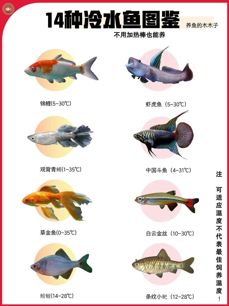 哪種龍魚(yú)冷水魚(yú)最受歡迎（這10款懶人也能養(yǎng)好,新手入門(mén)必看）