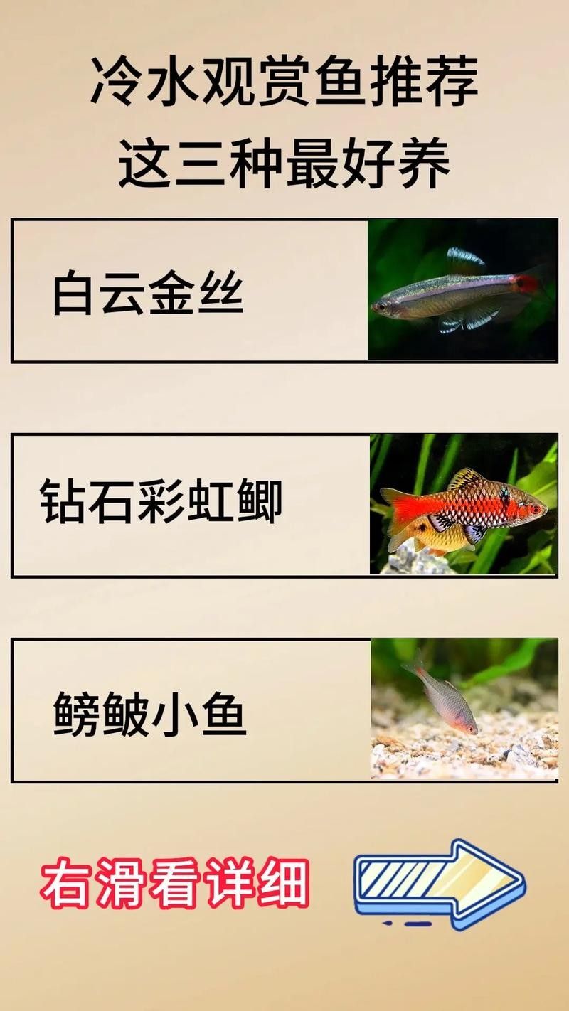 哪種龍魚(yú)冷水魚(yú)最受歡迎（這10款懶人也能養(yǎng)好,新手入門(mén)必看）