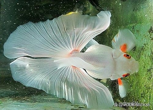 哪種龍魚(yú)冷水魚(yú)最受歡迎（這10款懶人也能養(yǎng)好,新手入門(mén)必看）