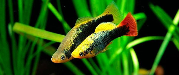 哪種龍魚(yú)冷水魚(yú)最受歡迎（這10款懶人也能養(yǎng)好,新手入門(mén)必看）