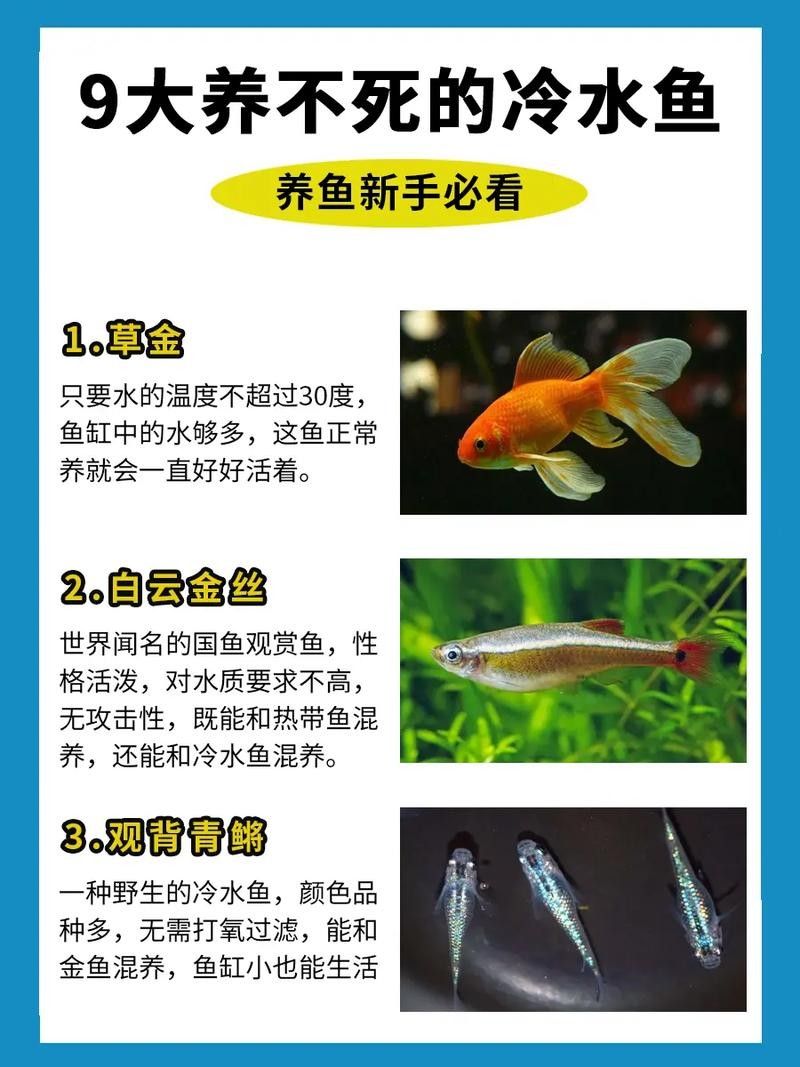 哪種龍魚(yú)冷水魚(yú)最受歡迎（這10款懶人也能養(yǎng)好,新手入門(mén)必看）