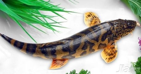 金老虎魚(yú)與同類品種比較，金老虎魚(yú)與七彩神仙魚(yú)的混養(yǎng)注意事項(xiàng) 金老虎魚(yú)與同類品種比較，金老虎魚(yú)與七彩神仙魚(yú)的混養(yǎng)注意事項(xiàng) 觀賞魚(yú)百科