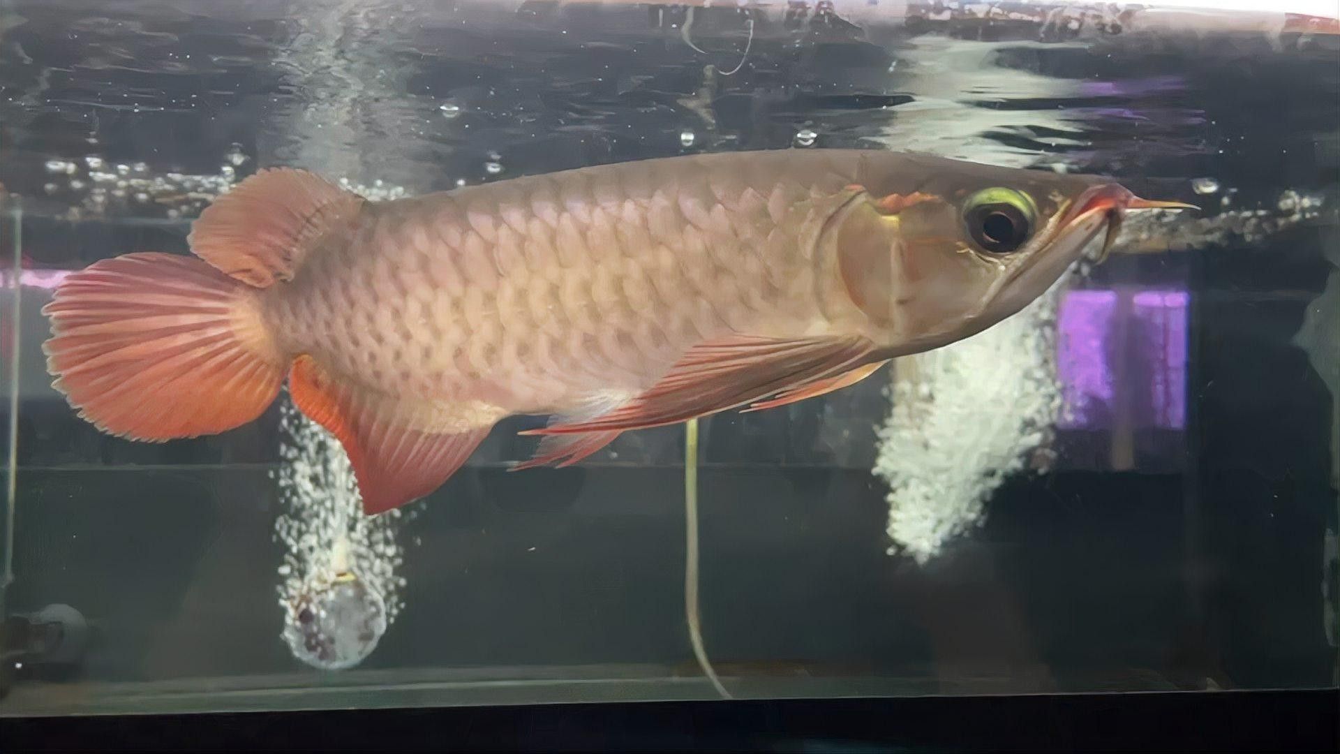 如何控制龍魚的生長速度（如何有效的控制龍魚的生長速度） 如何控制龍魚的生長速度（如何有效的控制龍魚的生長速度） 龍魚百科 第1張