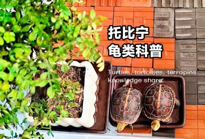 張堯華龍龜作品如何保養？（堯華龍龜作品的保養方法）