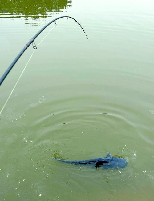 如何前往龍魚休閑垂釣中心？（北京魚休閑垂釣中心交通指南）