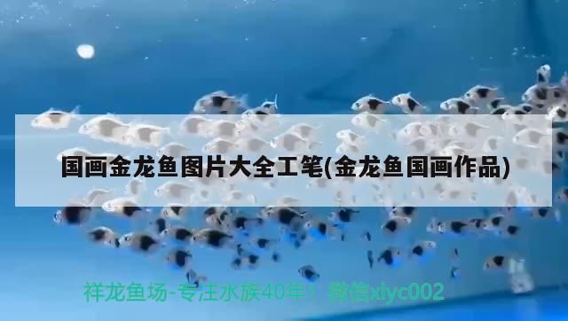 國畫金龍魚圖片大全工筆(金龍魚國畫作品)（國畫金龍魚國畫金龍魚圖片大全工筆(金龍魚圖片大全工筆） 國畫金龍魚圖片大全工筆(金龍魚國畫作品)（國畫金龍魚國畫金龍魚圖片大全工筆(金龍魚圖片大全工筆） 觀賞魚百科