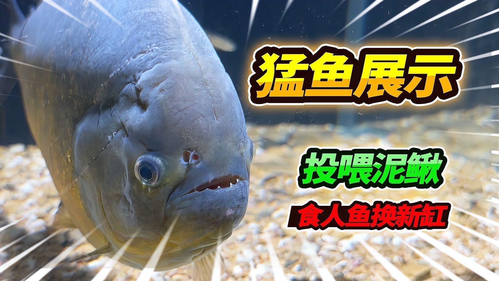 食人魚和龍魚的最佳混養比例（食人魚與龍魚的最佳混養比例）