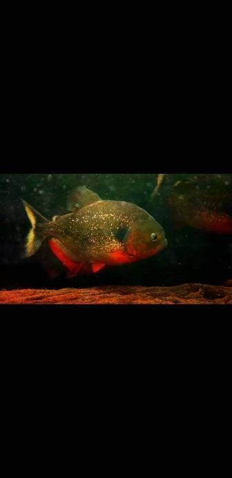 食人魚和龍魚的最佳混養比例（食人魚與龍魚的最佳混養比例）