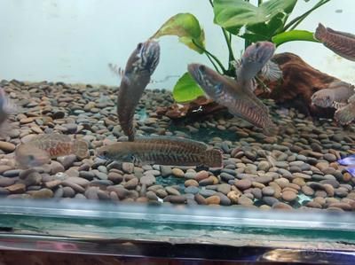 雷龍魚繁殖成功率提升策略，雷龍魚的繁殖成功率可以通過多種策略來提高繁殖成功率