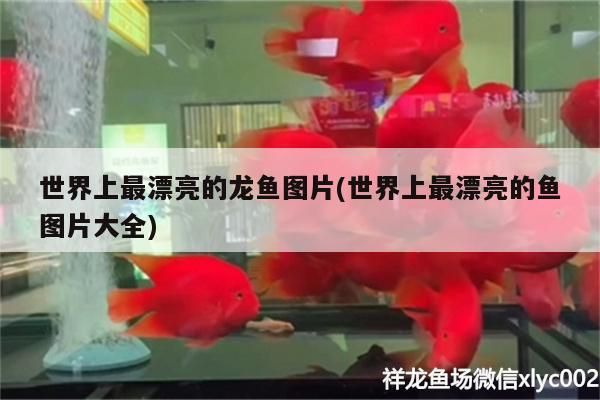 世界上最漂亮的龍魚圖片(世界上最漂亮的魚圖片大全)（世界上最漂亮的觀賞魚圖片） 世界上最漂亮的龍魚圖片(世界上最漂亮的魚圖片大全)（世界上最漂亮的觀賞魚圖片） 觀賞魚百科