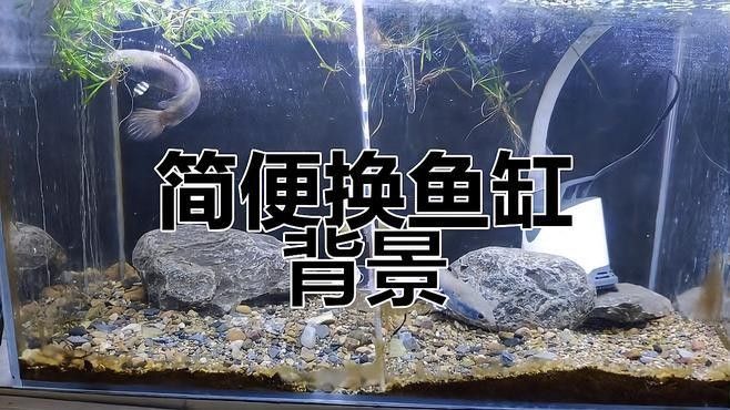 如何安裝龍魚缸壁紙？（龍軒大型亞克力魚缸定制的魚缸背景紙如何安裝）