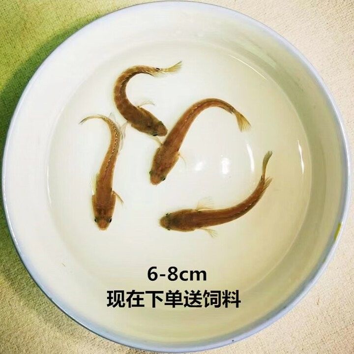 哪些電商平臺有雷龍魚苗賣（雷龍魚怎么養）