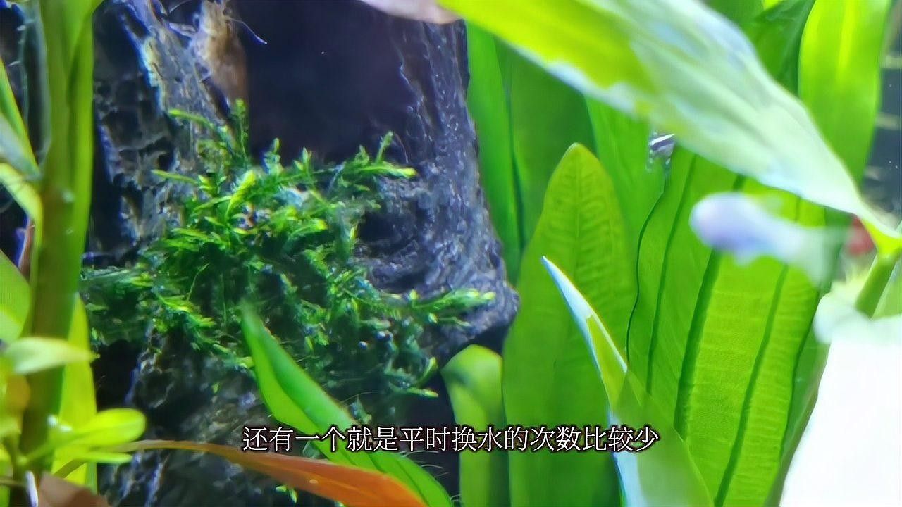 哪種方法除綠藻最有效？（哪種方法最有效地去除綠藻？）