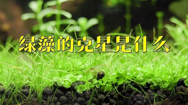 哪種方法除綠藻最有效？（哪種方法最有效地去除綠藻？）