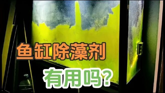 哪種方法除綠藻最有效？（哪種方法最有效地去除綠藻？）