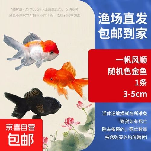 金龍魚和金魚哪個更受歡迎（十大最受歡迎的觀賞魚排名十大熱門觀賞魚盤點）