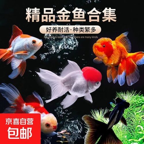 金龍魚和金魚哪個更受歡迎（十大最受歡迎的觀賞魚排名十大熱門觀賞魚盤點）