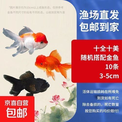 金龍魚和金魚哪個更受歡迎（十大最受歡迎的觀賞魚排名十大熱門觀賞魚盤點）