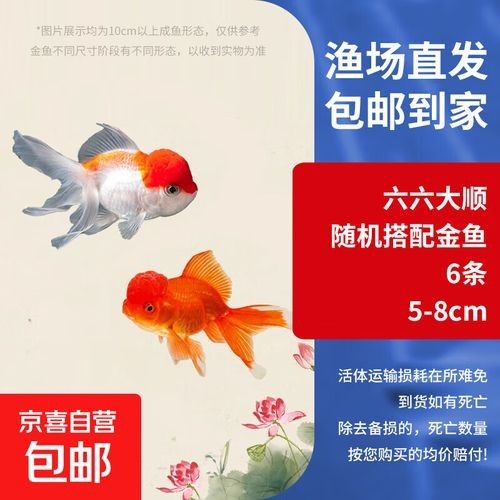 金龍魚和金魚哪個更受歡迎（十大最受歡迎的觀賞魚排名十大熱門觀賞魚盤點）