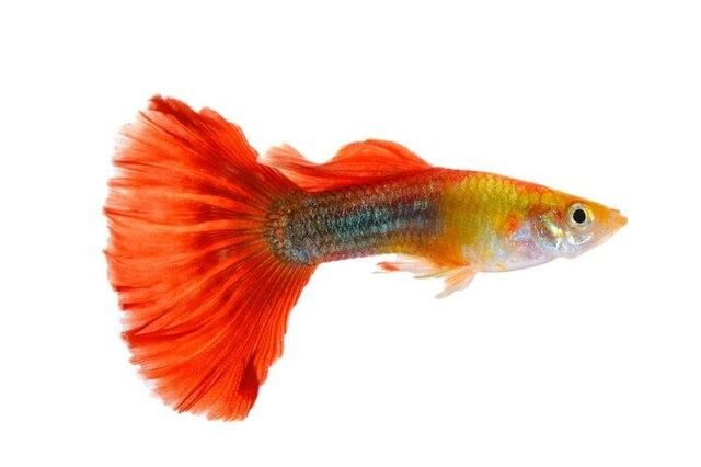 金龍魚和金魚哪個更受歡迎（十大最受歡迎的觀賞魚排名十大熱門觀賞魚盤點）