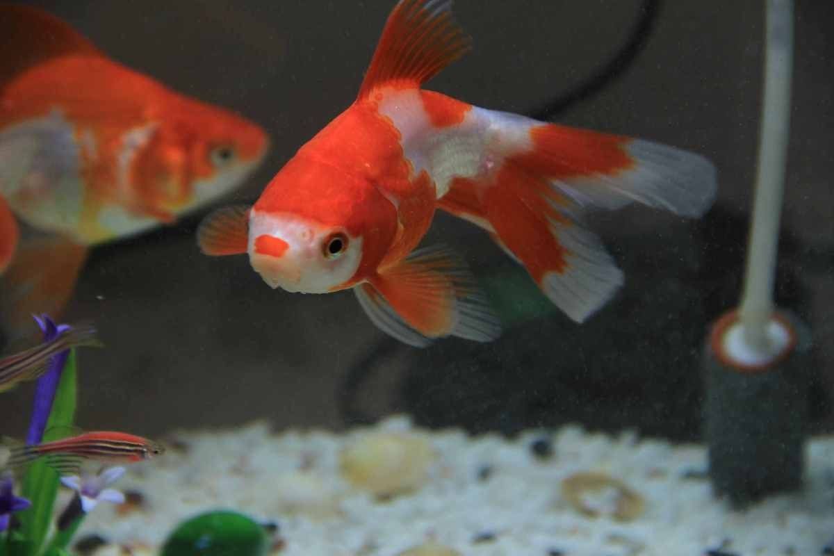 金龍魚和金魚哪個更受歡迎（十大最受歡迎的觀賞魚排名十大熱門觀賞魚盤點）