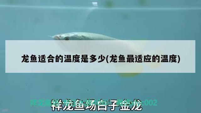 龍魚適合的溫度是多少(龍魚最適應的溫度)（龍魚適合的溫度是多少） 龍魚適合的溫度是多少(龍魚最適應的溫度)（龍魚適合的溫度是多少） 觀賞魚百科