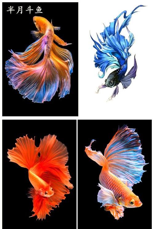 卿貿科技斗魚批發價格如何？（卿貿科技斗魚價格分析）