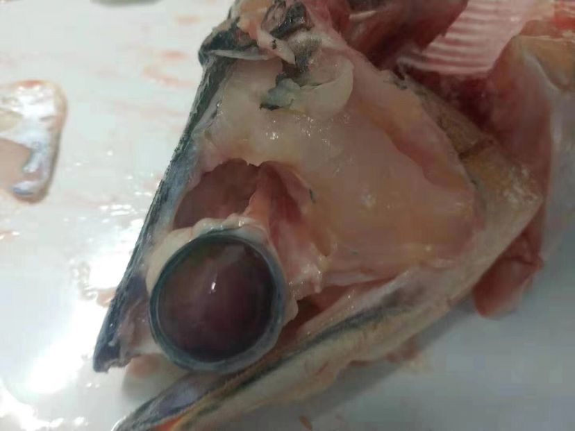 龍魚暴斃解剖全過程，中毒？寄生蟲？腸炎？（導致龍魚暴斃的原因有哪些？） 龍魚暴斃解剖全過程，中毒？寄生蟲？腸炎？（導致龍魚暴斃的原因有哪些？） 觀賞魚百科 第2張