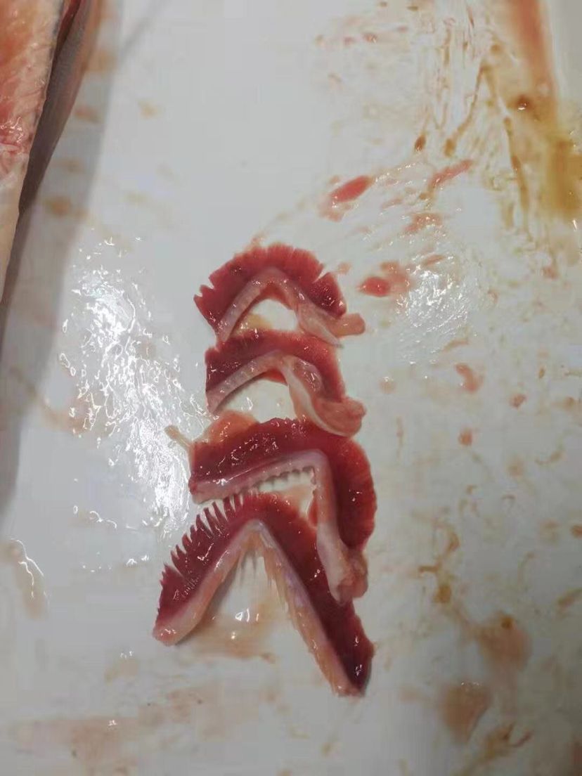 龍魚暴斃解剖全過程，中毒？寄生蟲？腸炎？（導致龍魚暴斃的原因有哪些？） 龍魚暴斃解剖全過程，中毒？寄生蟲？腸炎？（導致龍魚暴斃的原因有哪些？） 觀賞魚百科 第3張