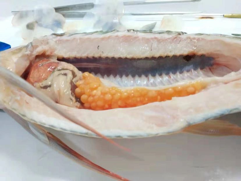 龍魚暴斃解剖全過程，中毒？寄生蟲？腸炎？（導致龍魚暴斃的原因有哪些？） 龍魚暴斃解剖全過程，中毒？寄生蟲？腸炎？（導致龍魚暴斃的原因有哪些？） 觀賞魚百科 第4張