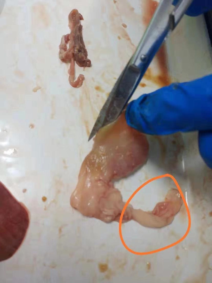 龍魚暴斃解剖全過程，中毒？寄生蟲？腸炎？（導致龍魚暴斃的原因有哪些？） 龍魚暴斃解剖全過程，中毒？寄生蟲？腸炎？（導致龍魚暴斃的原因有哪些？） 觀賞魚百科 第7張