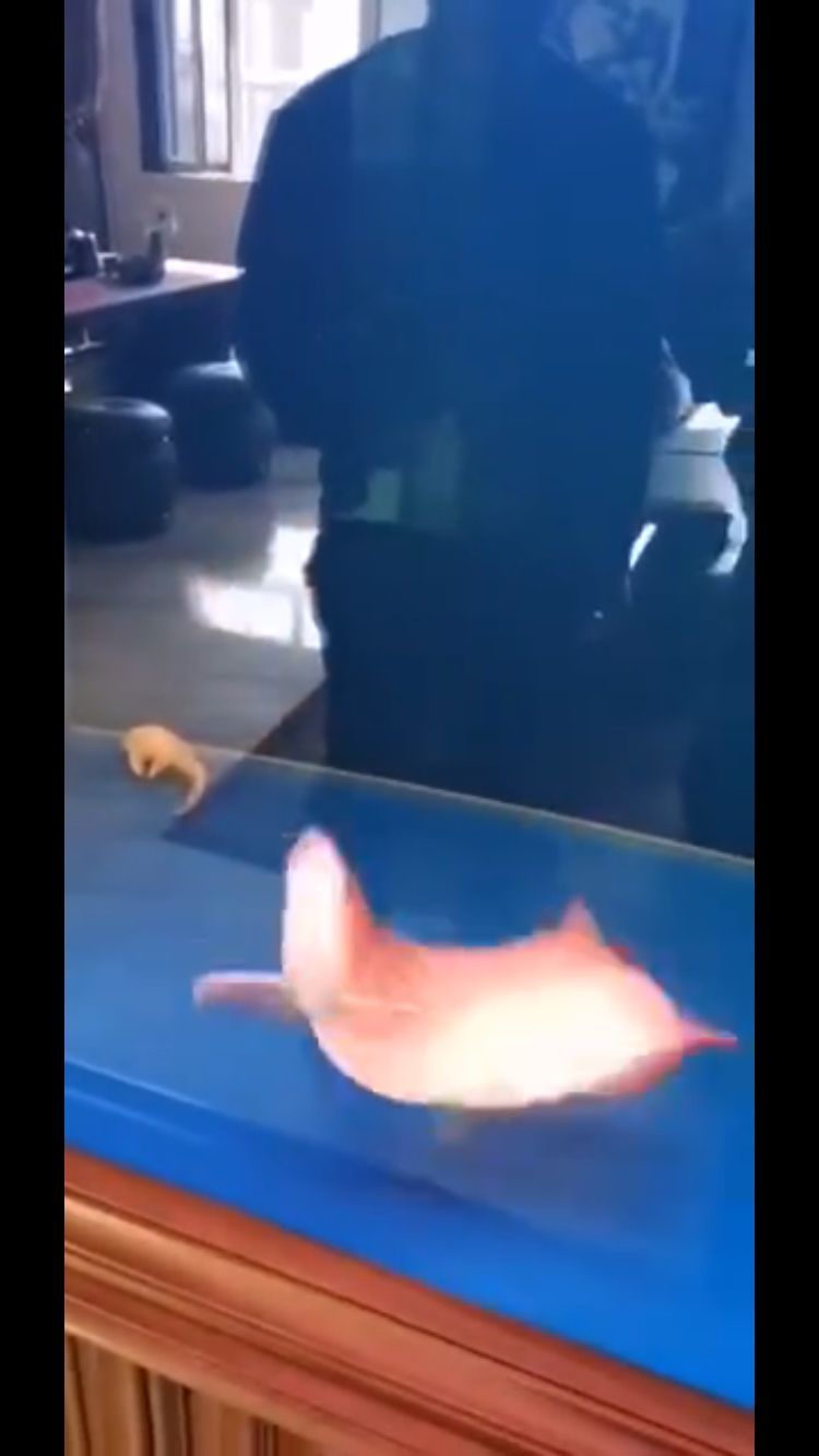 龍魚暴斃解剖全過程，中毒？寄生蟲？腸炎？（導致龍魚暴斃的原因有哪些？） 龍魚暴斃解剖全過程，中毒？寄生蟲？腸炎？（導致龍魚暴斃的原因有哪些？） 觀賞魚百科 第8張