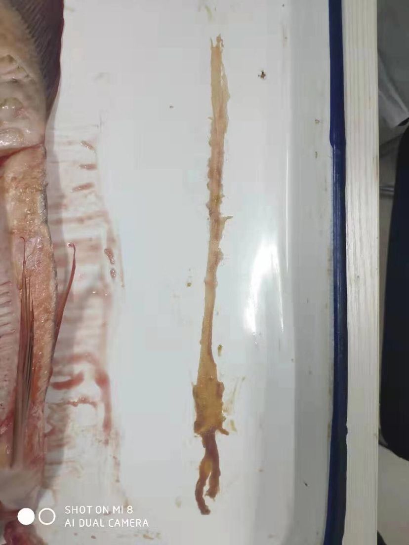 龍魚暴斃解剖全過程，中毒？寄生蟲？腸炎？（導致龍魚暴斃的原因有哪些？） 龍魚暴斃解剖全過程，中毒？寄生蟲？腸炎？（導致龍魚暴斃的原因有哪些？） 觀賞魚百科 第12張